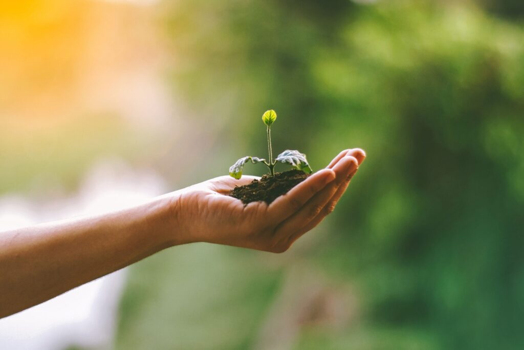 A hand gently cradles a young sprout in soil, symbolizing nurturing and growth.