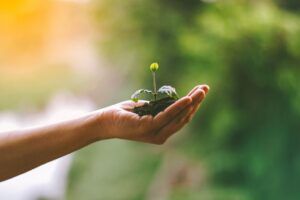 A hand gently cradles a young sprout in soil, symbolizing nurturing and growth.