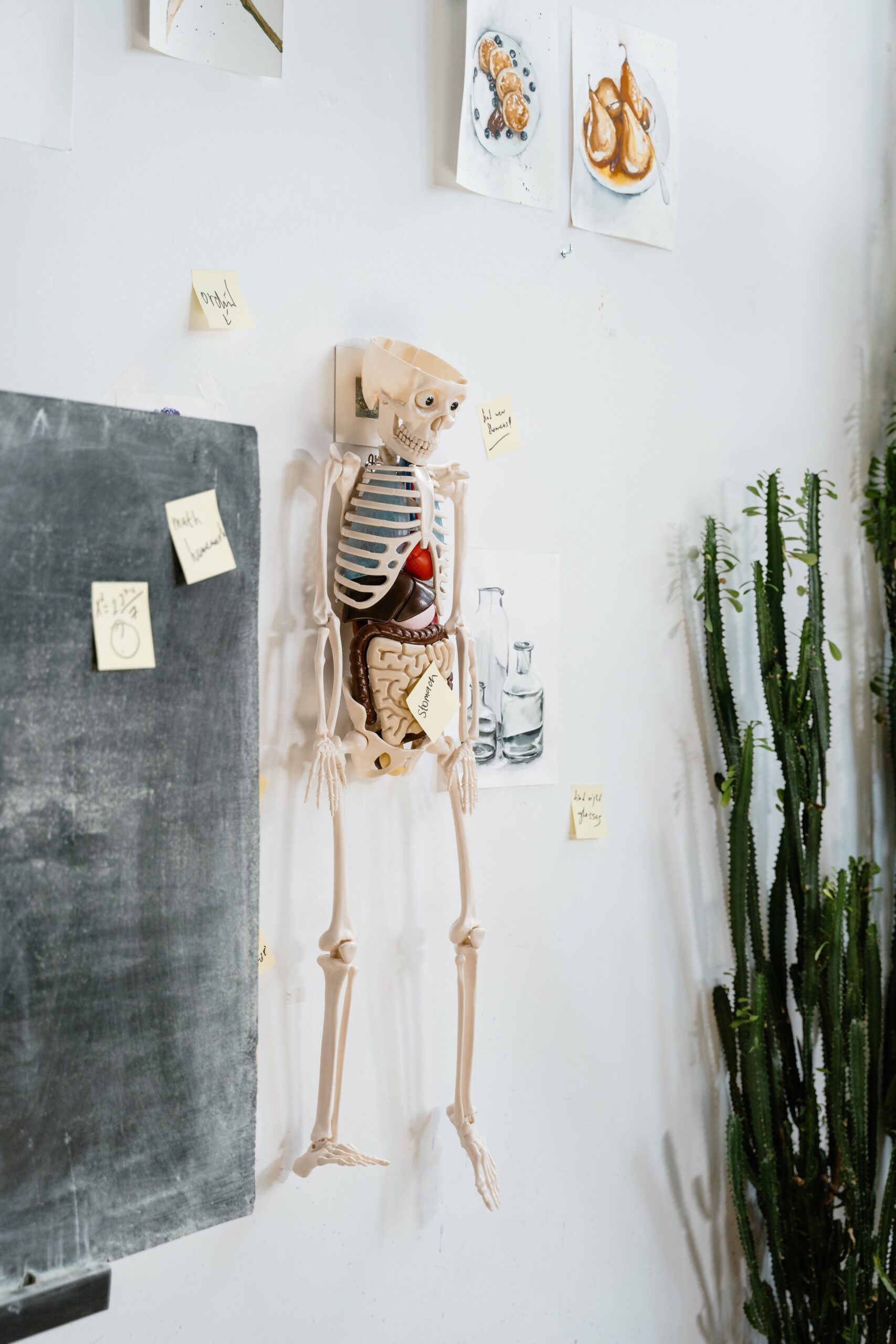 A human skeleton model in a classroom with a cactus and chalkboard, surrounded by sticky notes.